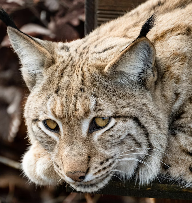 Links 11/12/2025 | naked capitalism